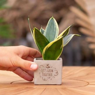 Een  Stenenpotje met Tekst "Let s grow together"met een Sansevieria plantje erin,, Kado-Tip, Sint-Tip, Kerstgeschenk, Collega,  15 cm - Ø7.5cm