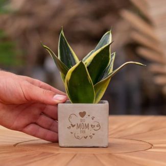 Een  Stenenpotje met Tekst "Best mom ever"met een Sansevieria plantje erin,, Kado-Tip, Sint-Tip, Kerstgeschenk, Collega,  15 cm - Ø7.5cm