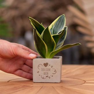 Een  Stenenpotje met Tekst "Ich liebe Dich"met een Sansevieria plantje erin,, Kado-Tip, Sint-Tip, Kerstgeschenk, Collega,  15 cm - Ø7.5cm
