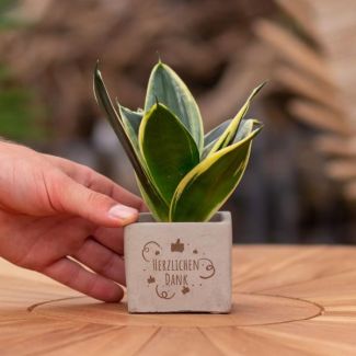 Een  Stenenpotje met Tekst "Herzlichen Dank"met een Sansevieria plantje erin,, Kado-Tip, Sint-Tip, Kerstgeschenk, Collega,  15 cm - Ø7.5cm