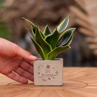 Een  Stenenpotje met Tekst "Gute Besserung"met een Sansevieria plantje erin,, Kado-Tip, Sint-Tip, Kerstgeschenk, Collega,  15 cm - Ø7.5cm