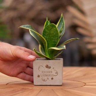 Een  Stenenpotje met Tekst "Herzlichen Glückwunsch"met een Sansevieria plantje erin,, Kado-Tip, Sint-Tip, Kerstgeschenk, Collega,  15 cm - Ø7.5cm