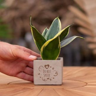 Een  Stenenpotje met Tekst "Du bist Spitze"met een Sansevieria plantje erin,, Kado-Tip, Sint-Tip, Kerstgeschenk, Collega,  15 cm - Ø7.5cm
