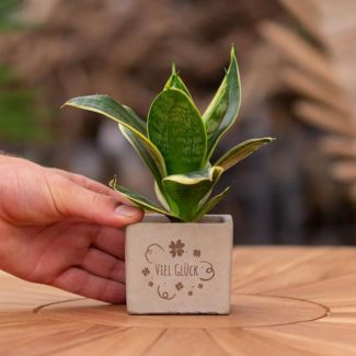Een  Stenenpotje met Tekst "Viel Glück"met een Sansevieria plantje erin,, Kado-Tip, Sint-Tip, Kerstgeschenk, Collega,  15 cm - Ø7.5cm