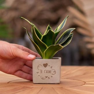Een  Stenenpotje met Tekst "Je t aime" met een Sansevieria plantje erin,, Kado-Tip, Sint-Tip, Kerstgeschenk, Collega,  15 cm - Ø7.5cm