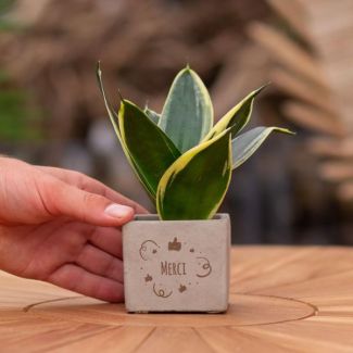 Een  Stenenpotje met Tekst "Merci"met een Sansevieria plantje erin,, Kado-Tip, Sint-Tip, Kerstgeschenk, Collega,  15 cm - Ø7.5cm