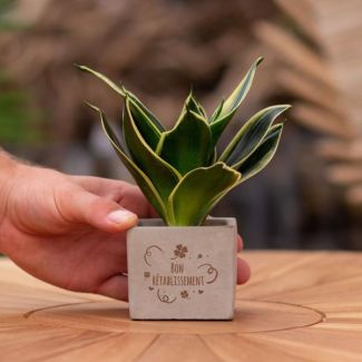 Een  Stenenpotje met Tekst " Bon rétablissement"met een Sansevieria plantje erin,, Kado-Tip, Sint-Tip, Kerstgeschenk, Collega,  15 cm - Ø7.5cm