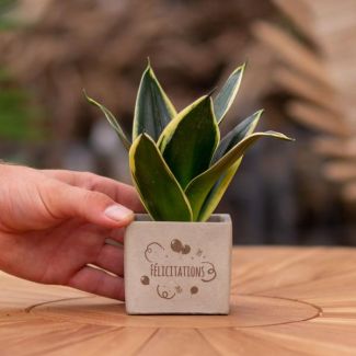 Een  Stenenpotje met Tekst "Félicitations"met een Sansevieria plantje erin,, Kado-Tip, Sint-Tip, Kerstgeschenk, Collega,  15 cm - Ø7.5cm
