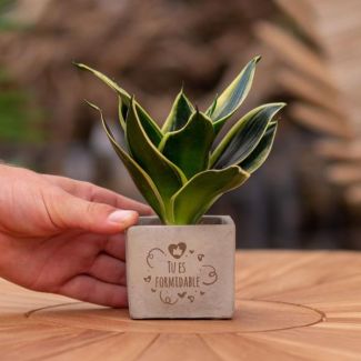 Een  Stenenpotje met Tekst "Tu es formidable"met een Sansevieria plantje erin,, Kado-Tip, Sint-Tip, Kerstgeschenk, Collega,  15 cm - Ø7.5cm