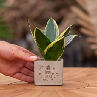 Een  Stenenpotje met Tekst "Bonne chance" met een Sansevieria plantje erin,, Kado-Tip, Sint-Tip, Kerstgeschenk, Collega,  15 cm - Ø7.5cm