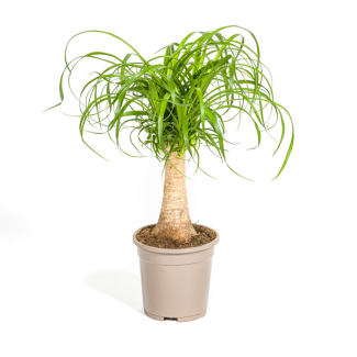 "Olifantspoot", Groene Kamerplant op stam, onderhoudsarm, Tropische uitstraling, Beaucarnea Recurvata Stam Ø17cm - ↕50cm