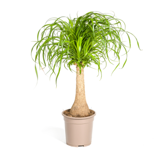 "Olifantspoot", Groene Kamerplant op stam, onderhoudsarm, Tropische uitstraling, Beaucarnea Recurvata Stam Ø21cm - ↕70cm