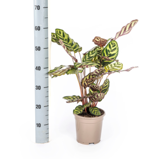 Goeppertia makoyana / Calathea Makoyana - Goed luchtzuiverende kamerplant ca. 45 cm hoog