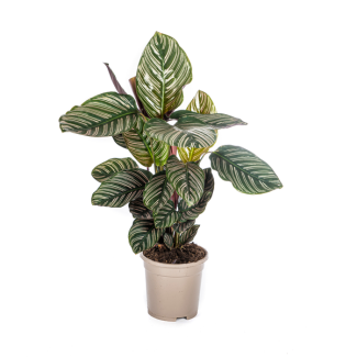 Zebraplant  Calathea Ornata Sanderiana hoogte ca 45cm Ø17cm Streepjesplant
