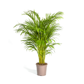 Goudpalm Dypsis Areca Lutescens hoogte ca 140 cm potmaat Ø24cm Areca  palm