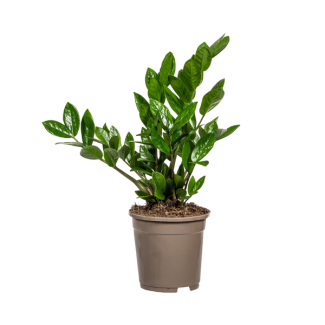 De ZZ-plant, Groene Plant, Onderhoudsvriendelijk, Zamioculcas Zamiifolia Ø17cm - ↕40cm