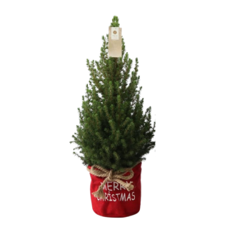 Kleine Kerstboom in Xmas Bag rood- 70 cm - Picea Glauca Conica