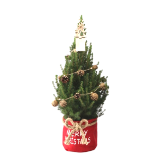 Kleine Kerstboom in Xmas Bag rood - 70 cm - Picea Glauca Conica - Dennenappelverlichting inclusief batterijen