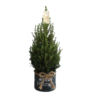 Kleine Kerstboom in Xmas Bag blauw - 70 cm - Picea Glauca Conica