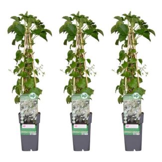 Clematis armandii – Geurige, groenblijvende klimplant met witte bloemen 1,3 of 4 Stuks