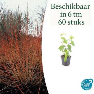 6 tot 60 Stuks Kornoelje 'Midwintervuur', Heester, s Winters mooie Rode Takken, Voorjaar Witte bloementjes, Donkerpaarse Besachtige vruchten, Cornus sang.  Midwinter Fire  - ↕10-25cm - Ø9cm