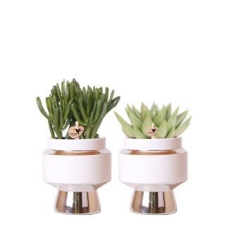 KadoSet! 2 Succulnten in Sierpot, Vetplant, Kamerant, Terrasplant, Balkonplant, Kolibri Greens | Succulenten set van 2 planten in zilveren Le Chic sierpotten - keramiek  potmaat Ø9cm