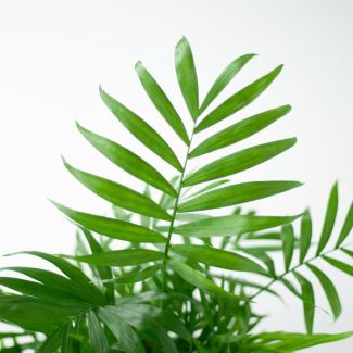 Chamadorea Elegans kamerplant – 55cm hoog – inclusief Lissabon Mand wit Ø17