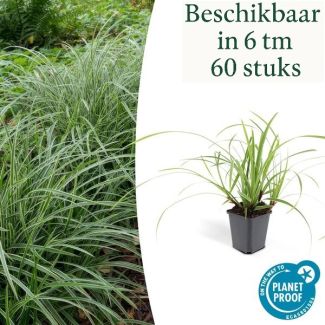 6 tot 60x Japanse zegge, Carex morrowi Ice Dance, simpele bodembedekker