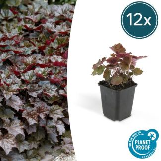 12 Stuks Sierlijk PaasKlokje, Diep Paars/Brons Blad, Bodembedekker, Heuchera mic.  Palace Purple  - ↕10-25cm - Ø9cm