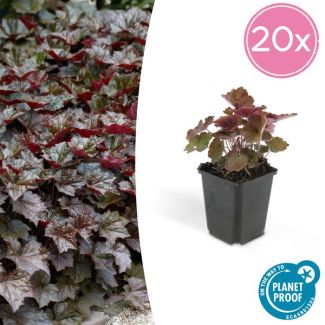 20 Stuks Sierlijk PaasKlokje, Diep Paars/Brons Blad, Bodembedekker, Heuchera mic.  Palace Purple  - ↕10-25cm - Ø9cm
