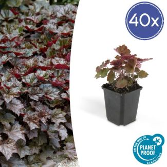 40 Stuks Sierlijk PaasKlokje, Diep Paars/Brons Blad, Bodembedekker, Heuchera mic.  Palace Purple  - ↕10-25cm - Ø9cm