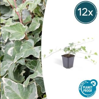 12 Stuks Klimop, Groen Blad met ZilverWitte Nerven, Haag, Hedera helix  Glacier  - ↕10-25cm - Ø9cm