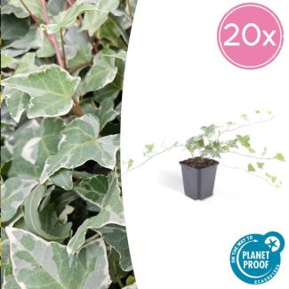 20 Stuks Klimop, Groen Blad met ZilverWitte Nerven, Haag, Hedera helix  Glacier  - ↕10-25cm - Ø9cm