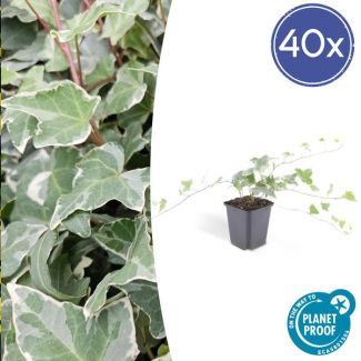 40 Stuks Klimop, Groen Blad met ZilverWitte Nerven, Haag, Hedera helix  Glacier  - ↕10-25cm - Ø9cm