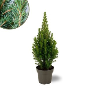 Witte Spar Picea glauca 'Perfecta' hoogte ↨40 cm - Ø15 cm  Perfect voor Terrassen en Borders!