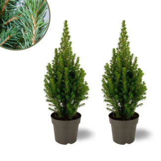2x Witte Spar Picea glauca 'Perfecta' hoogte ↨40 cm - Ø15 cm  Perfect voor Terrassen en Borders!