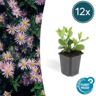 12x Herfstaster Aster ageratoides Asran ↕25cm - Ø9cm - vaste plant voor je tuin