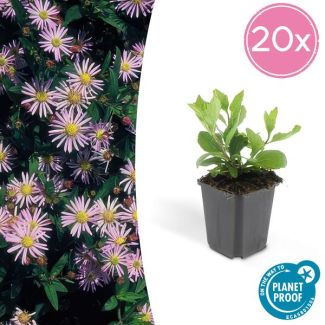 20x Herfstaster Aster ageratoides Asran ↕25cm - Ø9cm - vaste plant voor je tuin