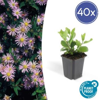 40x Herfstaster Aster ageratoides Asran ↕25cm - Ø9cm - vaste plant voor je tuin