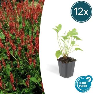12x Persicaria amplexicaulis - ↕25cm - Ø9cm  rode duizendknoop - borderplant