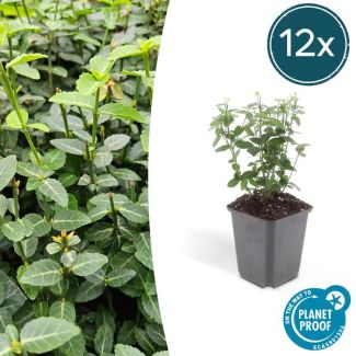 12x kleinbladige kardinaalsmuts Euonymus fortunei radicans ca ↕25cm - Ø9cm