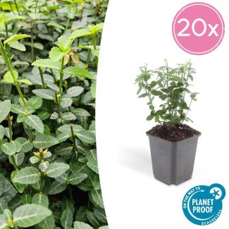 20 Stuks Kardinaalsmuts, Bodembedekker, Klimplant, Sterk Winterhard, Euonymus fortunei radicans ca ↕25cm - Ø9cm