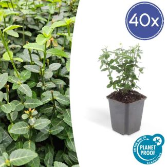 40 Stuks Kardinaalsmuts, Sterke Groenblijvende Winterhard Tuinplant, Bodembedekker, Haag, Euonymus fortunei radicans ca ↕25cm - Ø9cm