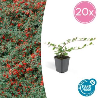 20x Dwergmispel 'Major' Cotoneaster dammeri  ↕25cm - Ø9cm sterke  winterharde bodembedekker