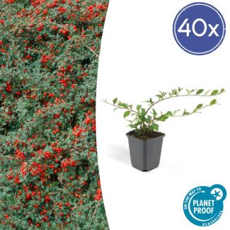 40x Dwergmispel 'Major' Cotoneaster dammeri  ↕25cm - Ø9cm sterke  winterharde bodembedekker