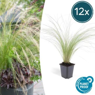 12x Mexicaans vedergras Stipa tenuissima 'Ponytails' - ↕10-25cm - Ø9cm