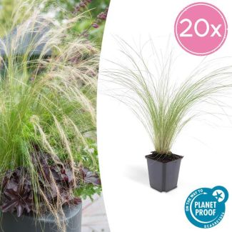20x Mexicaans vedergras Stipa tenuissima 'Ponytails' - ↕10-25cm - Ø9cm