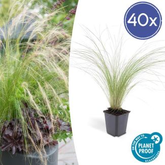 40x Mexicaans vedergras Stipa tenuissima 'Ponytails' - ↕10-25cm - Ø9cm