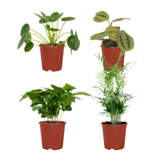 Plantenset Diervriendelijk - 4 kamerplanten - Niet giftige kamerplanten - ↕20-40cm