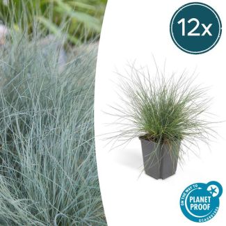 12x blauw schapengras Festuca glauca 'Elijah Bleu' - ↕10-25cm - Ø9cm - siergras - viltgras